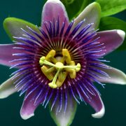 Sleep More Soundly With Passion Flower