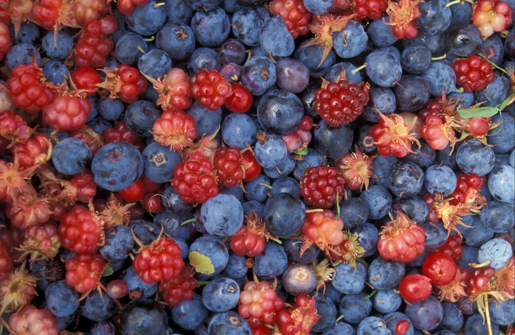 Alaska_wild_berries