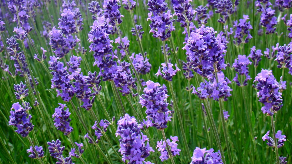 Lavender-oil