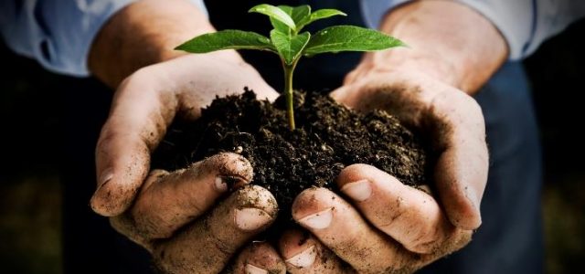 4 Reasons Gardening Completes Your Life