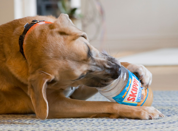 PHOTO: rikersdogtreats.com