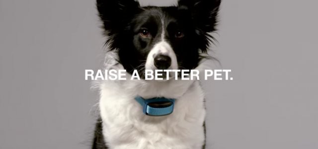 Game Over: Doggy Wearables Were Inevitable