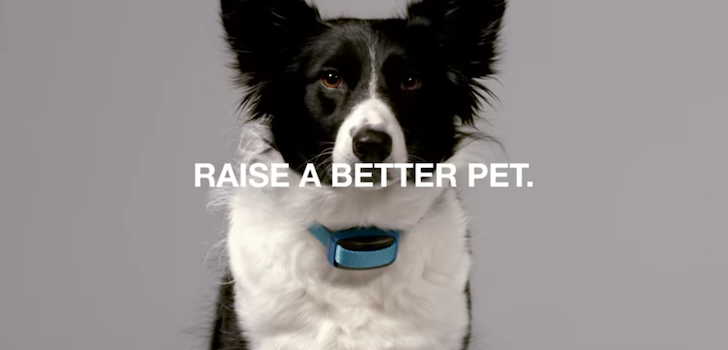 Game Over: Doggy Wearables Were Inevitable
