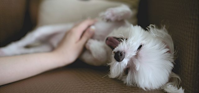 Pet Allergies? These Easy Remedies Will See You Right