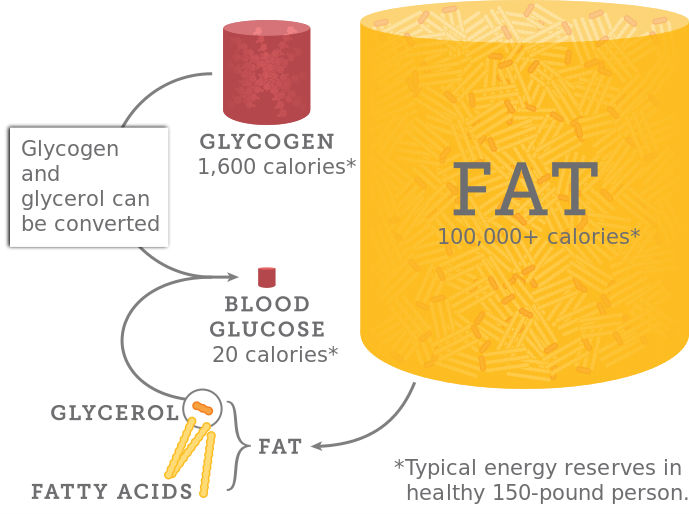 beginner-s-guide-to-keto